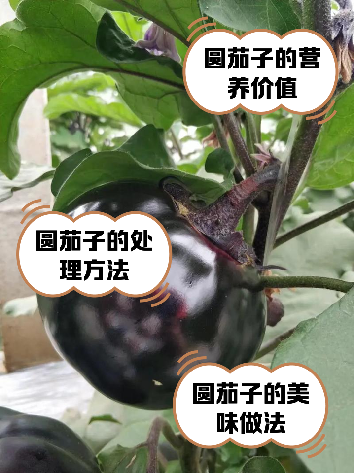包含茄子创意达人图片高清下载的词条