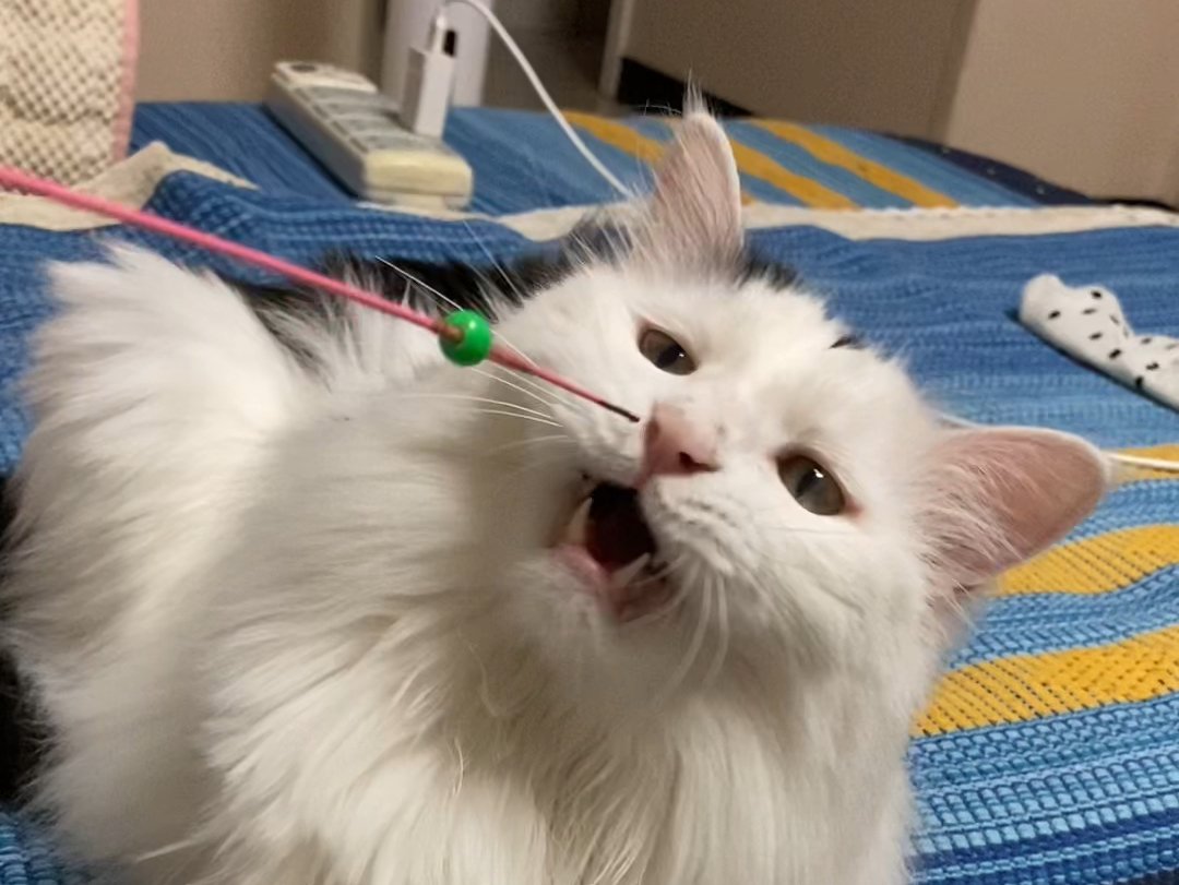 引逗猫咪的叫声视频下载-(引逗猫咪的叫声视频下载大全)