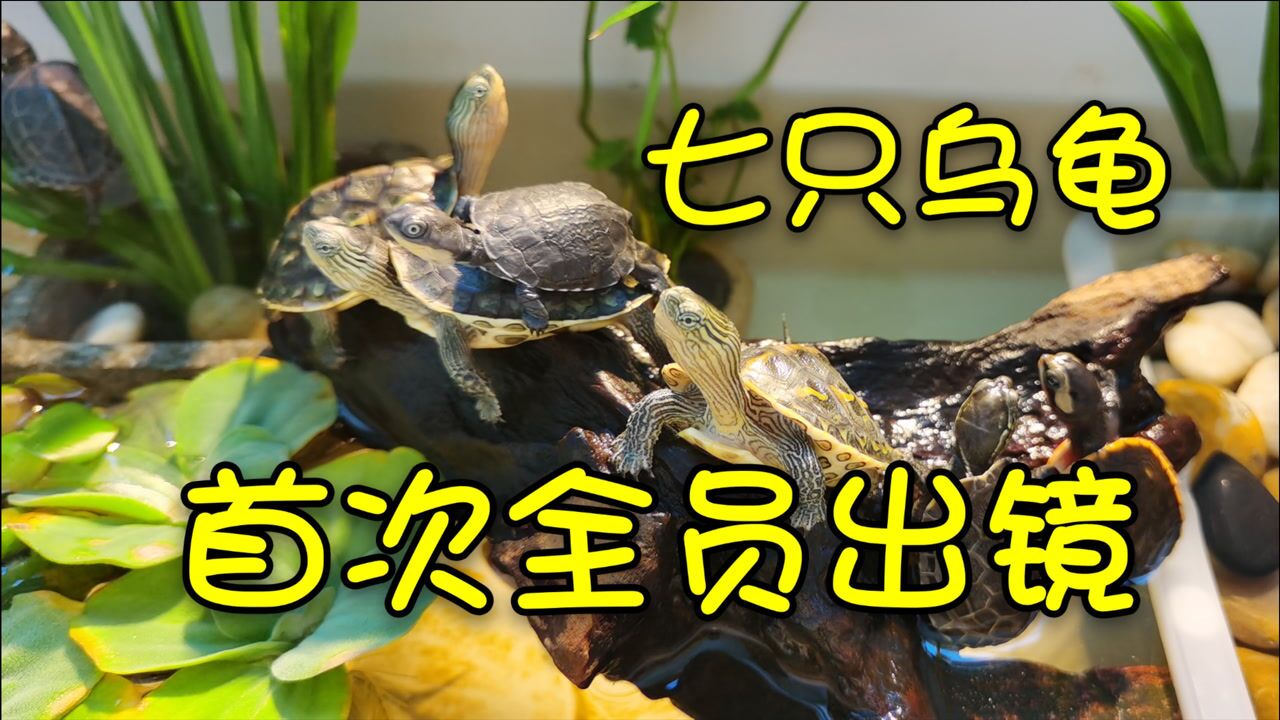 乌龟解救视频播放全集下载_(乌龟视频大全视频儿童版在线看)