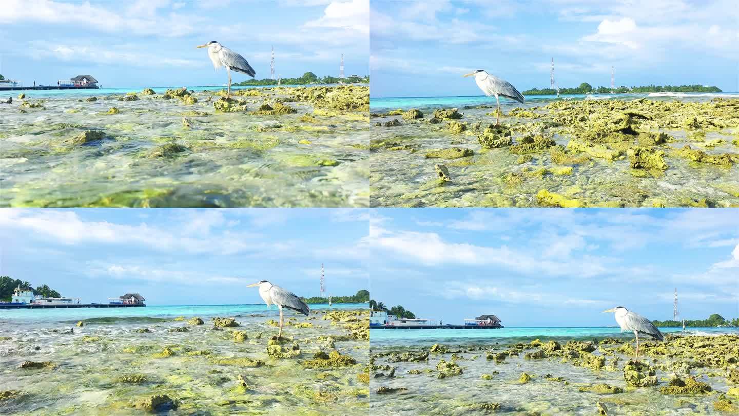 海鸟入海视频大全高清下载-(海鸟入海视频大全高清下载免费)