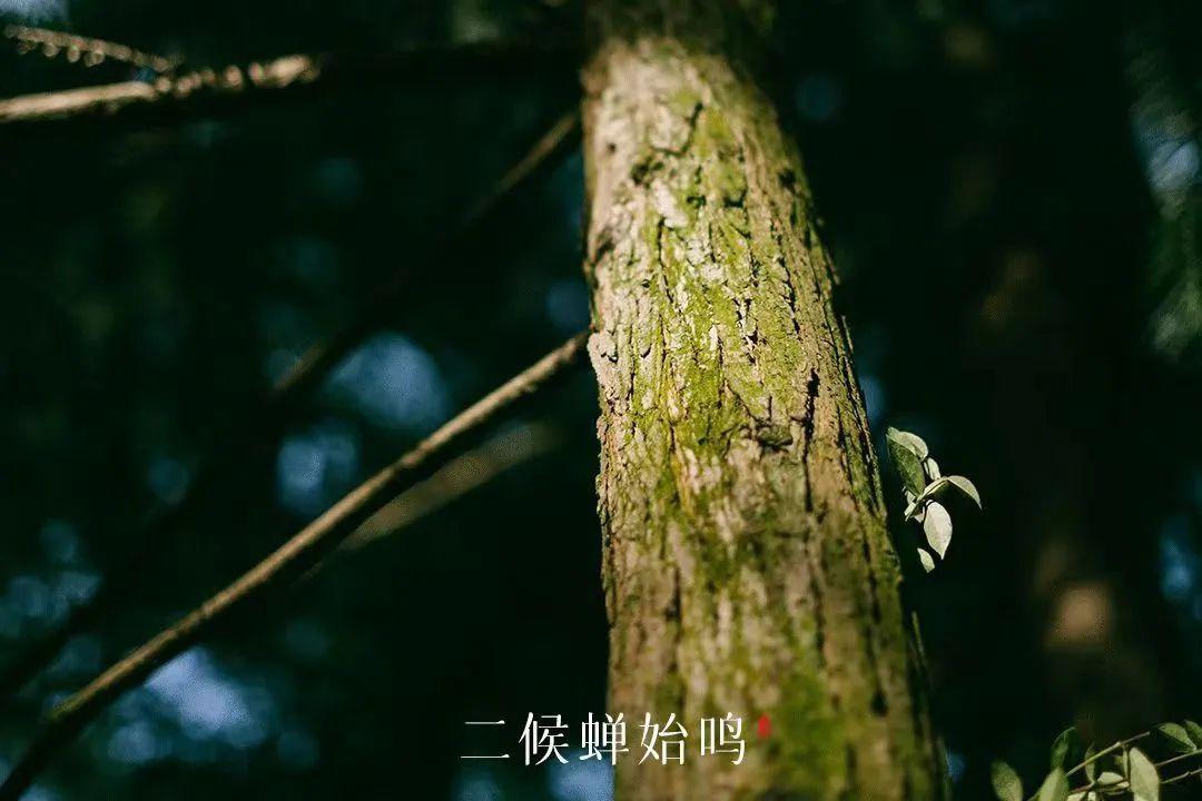 夏至灿烂全文免费阅读下载-(夏至灿烂全文免费阅读下载百度云)